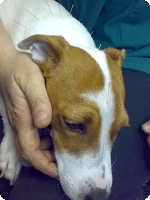 כלב בטיפול אצל המדקרת ליאורה מרק