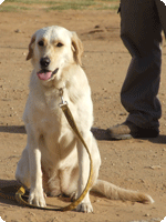 תרגול הפקודה 