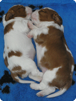 גורי כלבים. למצולמים אין קשר לכתבה