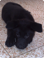 גור חדש בבית