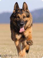 כלבי משטרה שיפרשו יקבלו פנסיה