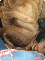 כלבת שארפיי וגור שזה עתה נולד