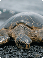 צב ים (אילוסטרציה)