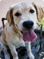 עליזה, הכלבה השובבה